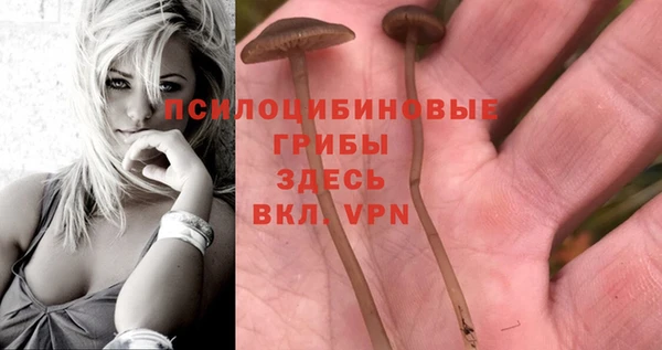 ГАЛЛЮЦИНОГЕННЫЕ ГРИБЫ Горно-Алтайск